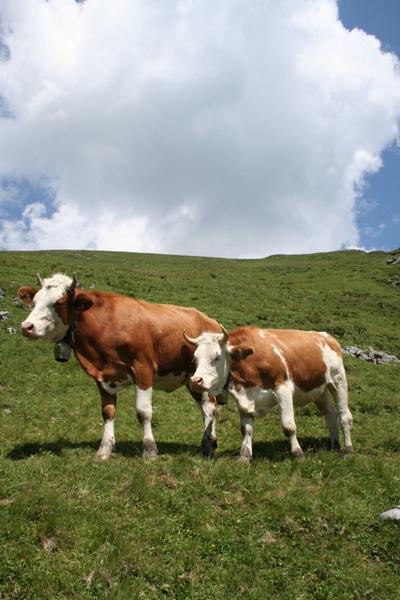 Posing Cows