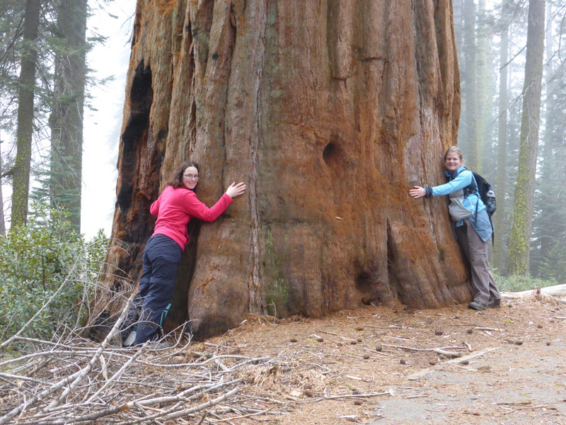 Sequoia girth