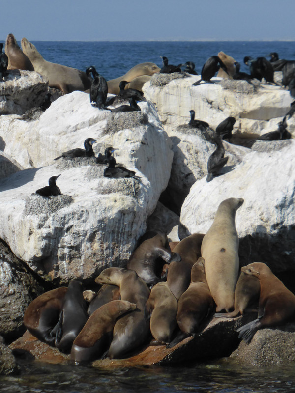 Sea lions & cormorants on the harbour wall