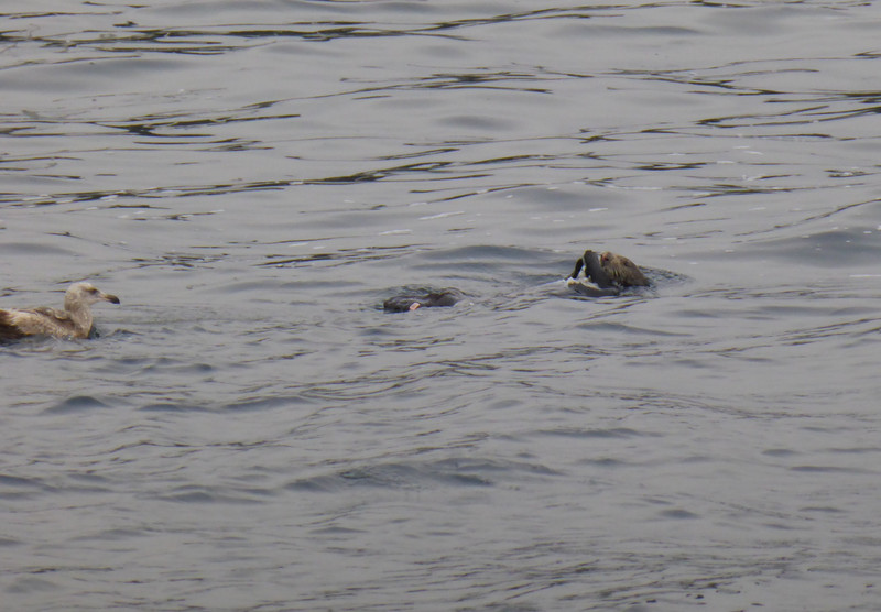 Sea otter vs gull