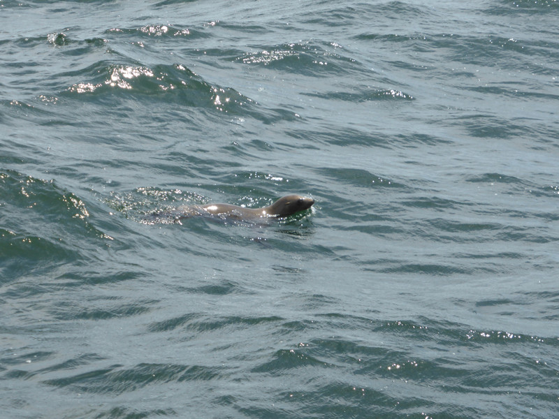 Sea lion out at sea