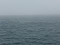 Risso's dolphins in the mist