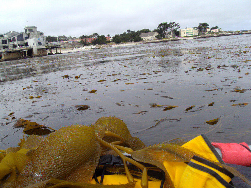 Kelp in Monterey Bay Marine Sanctuary​.