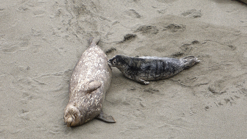 Harbour seal suckling