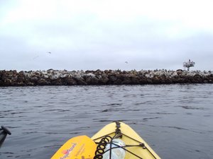 Kayaking across Monterey Harbour