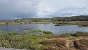 Leighton Moss from the tower hide