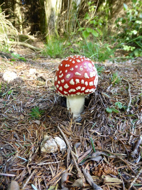 Fly agaric in Gisburn Forest