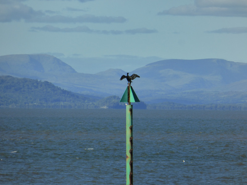 Cormorant at Morecambe Bay
