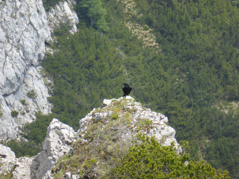 Raven from summit of Konj