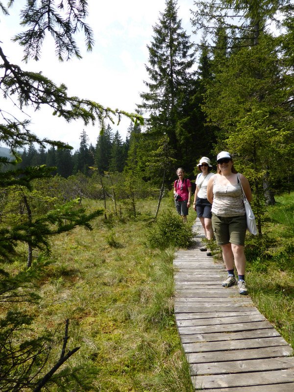 Goreljek bog nature trail board walk
