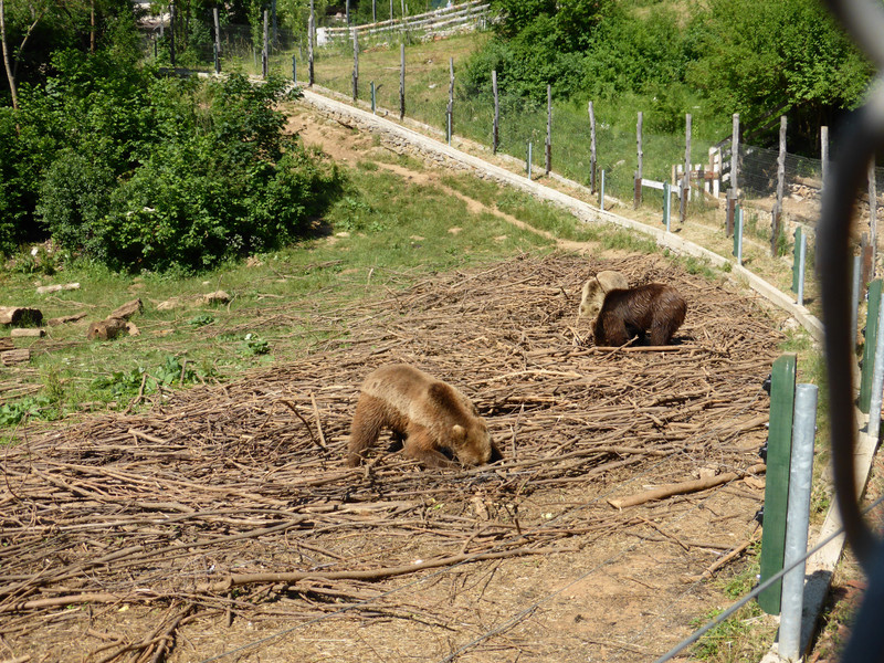 Young bears foraging