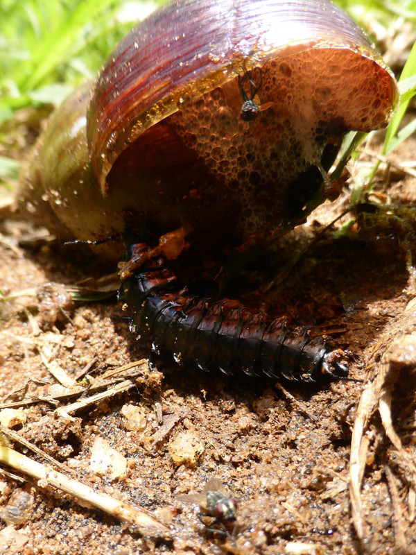 Beetle larvae eating a giant snail
