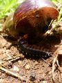Beetle larvae eating a giant snail