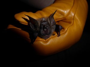 Rüppell's horseshoe bat (Rhinolophus fumigatus) 