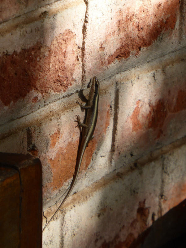 Lizard by my room!