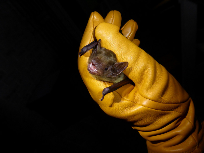 Yellow-bellied house bat