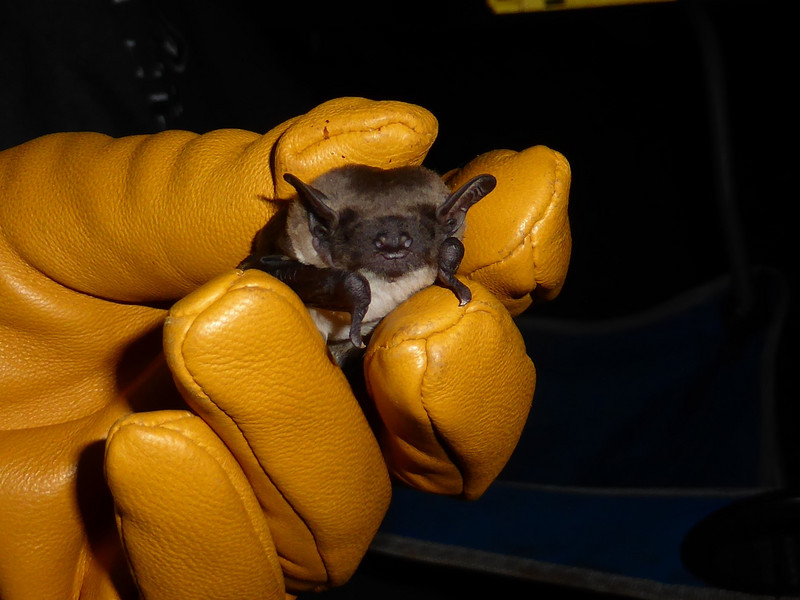 Dark-winged lesser house bat
