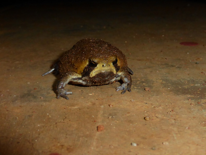 Grumpy toad!