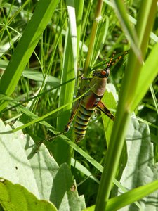 Elegant grasshoper