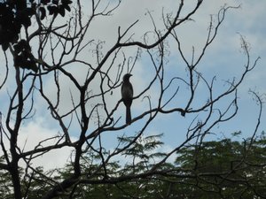 African grey hornbill 