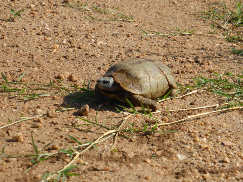 Speke's hinge-back tortoise