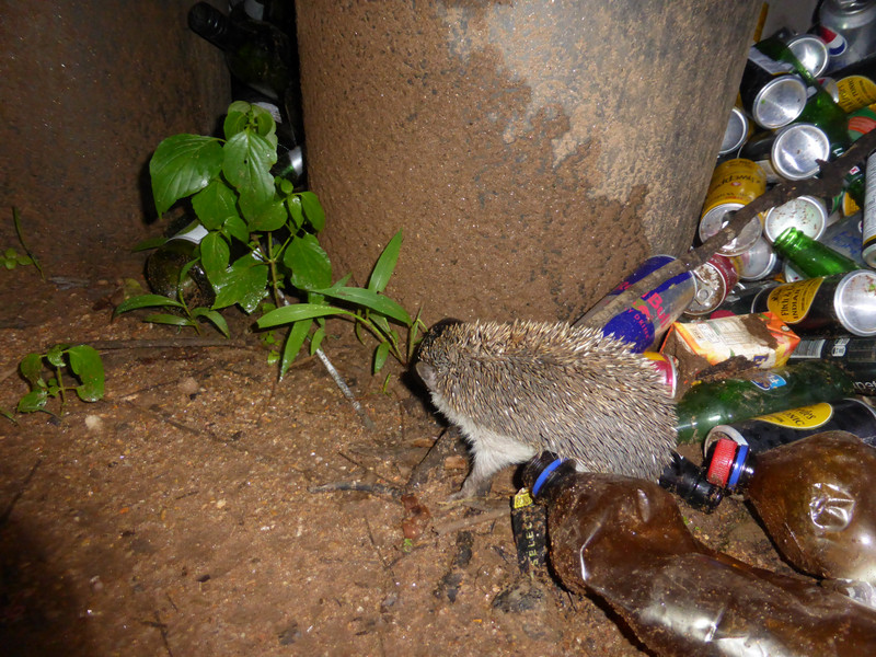 Hedgehog by the rubbish bins