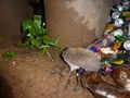 Hedgehog by the rubbish bins