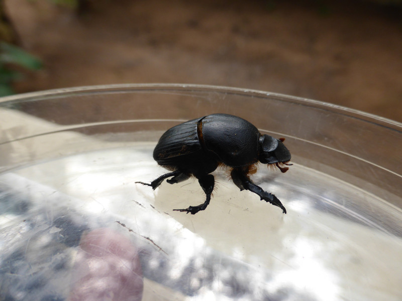 Beetle to ID