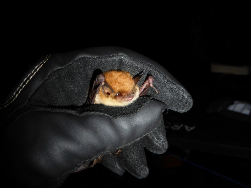 Rufous mouse-eared bat 