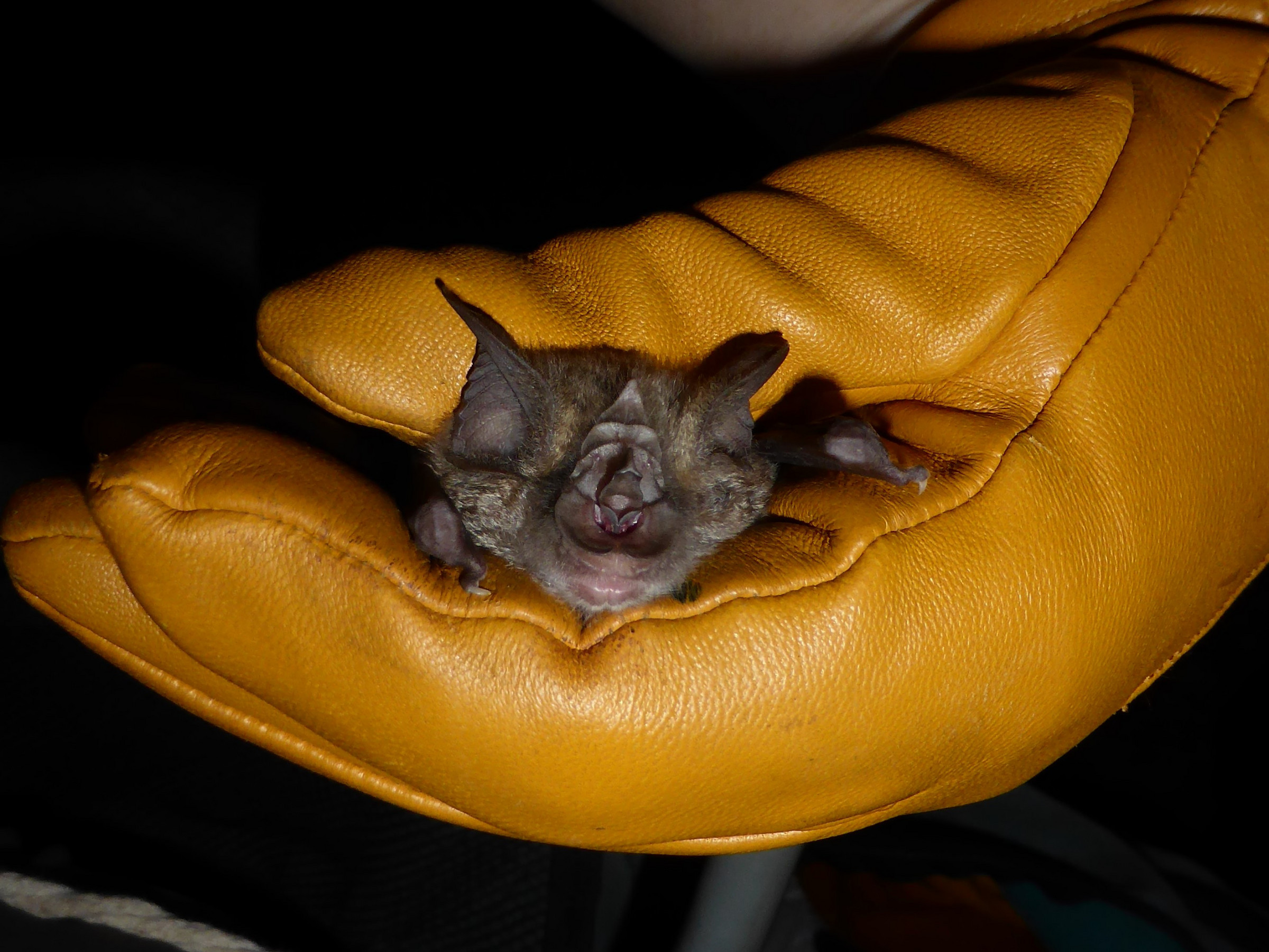Rhinolophus Photo