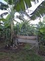 Harp trap in banana plantation