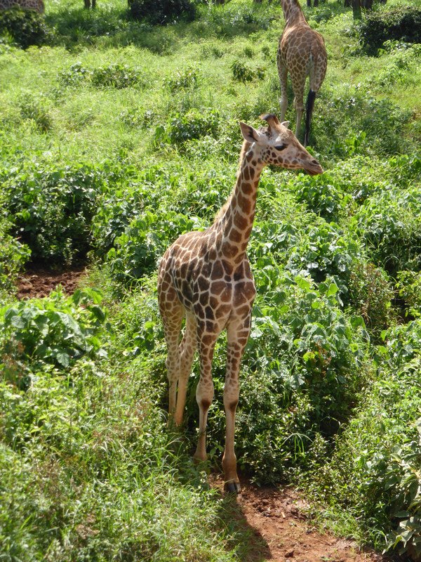 Rothschild giraffe