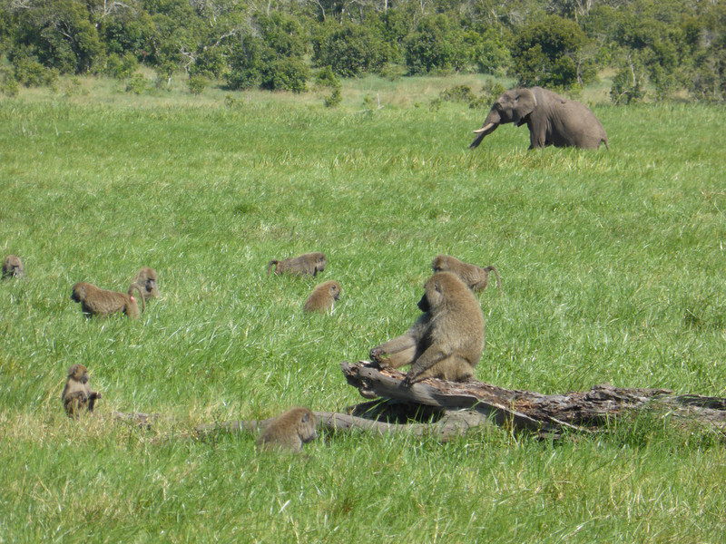 Baboons and elephant