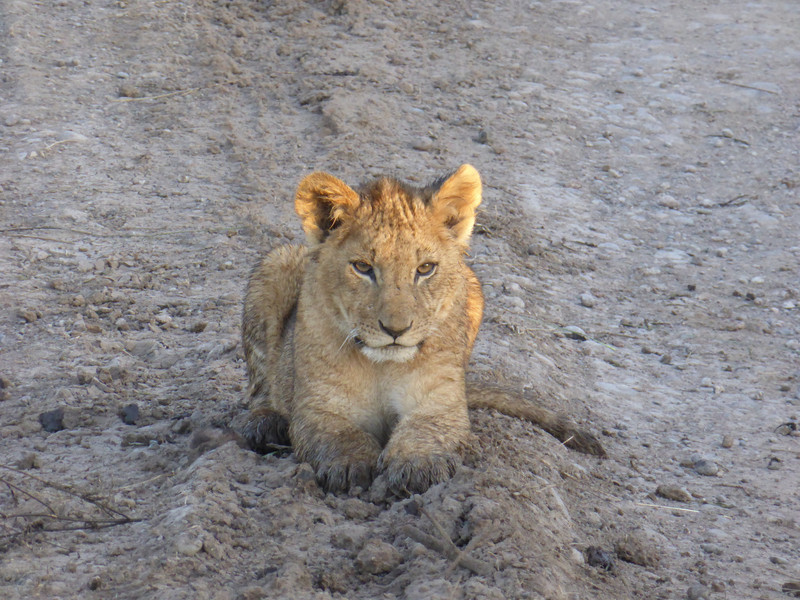 Lion cub