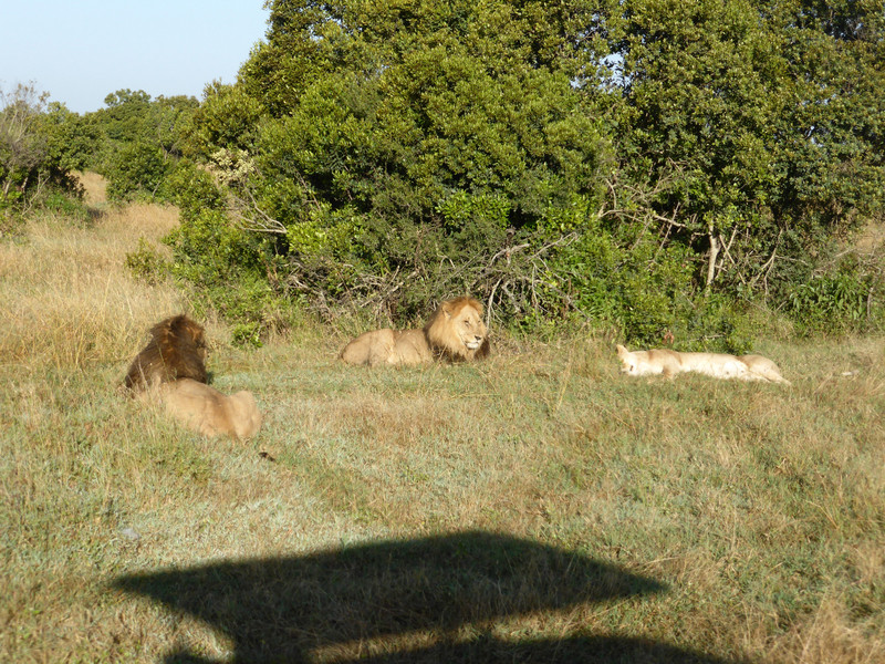 Lions post-coitus