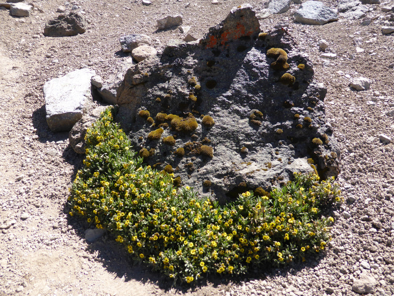 Only vegetation on the scree slope