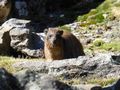 Rock hyrax trying to steal our breakfast!