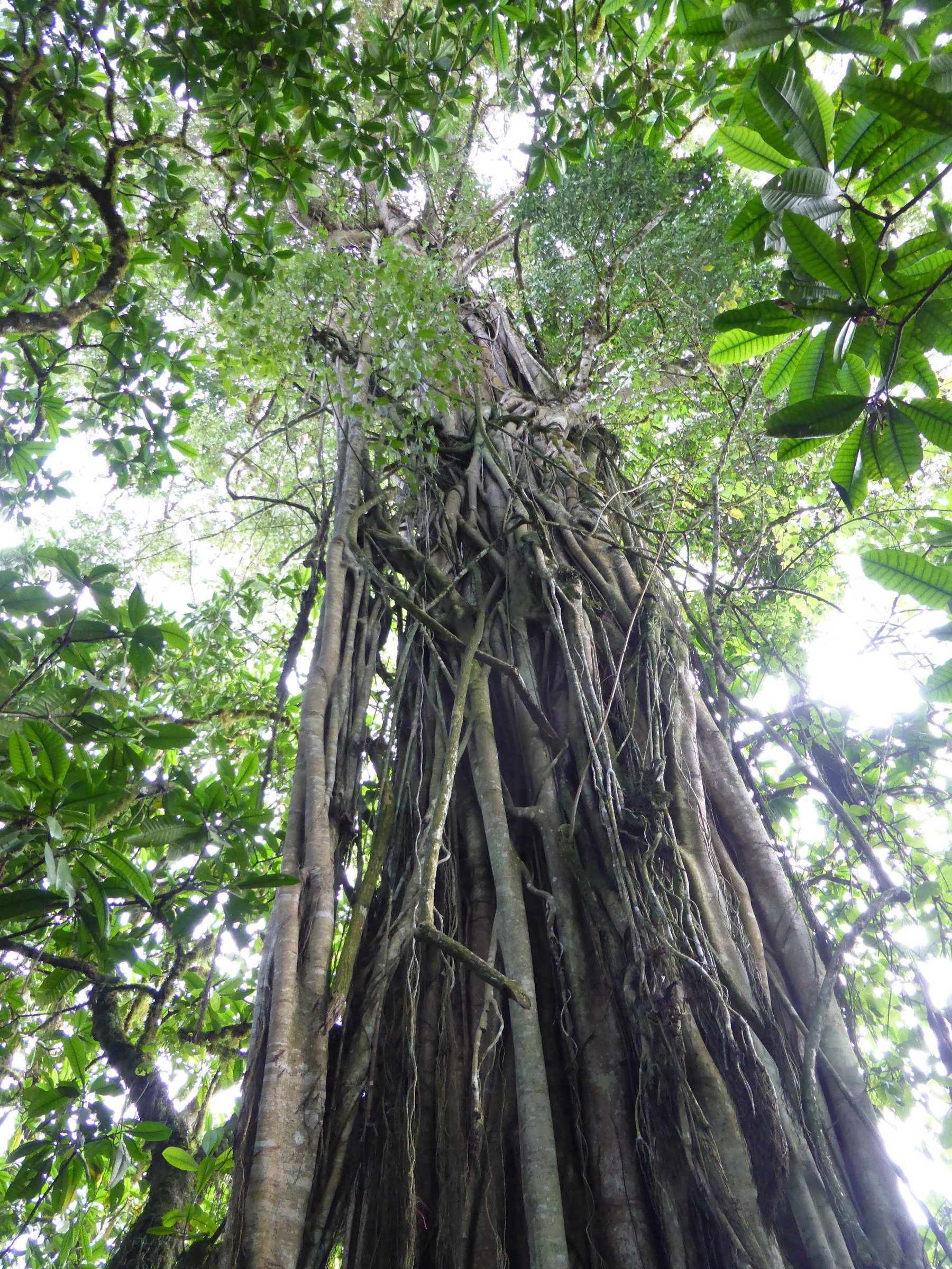 Holy fig tree | Photo