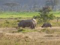 White rhinos & baby