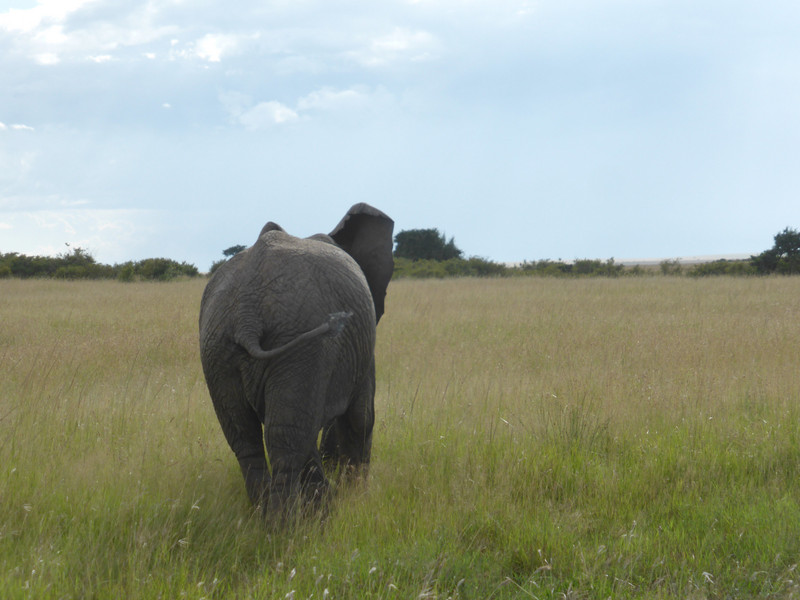 Elephant backside
