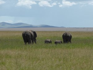 Elephants - little & large