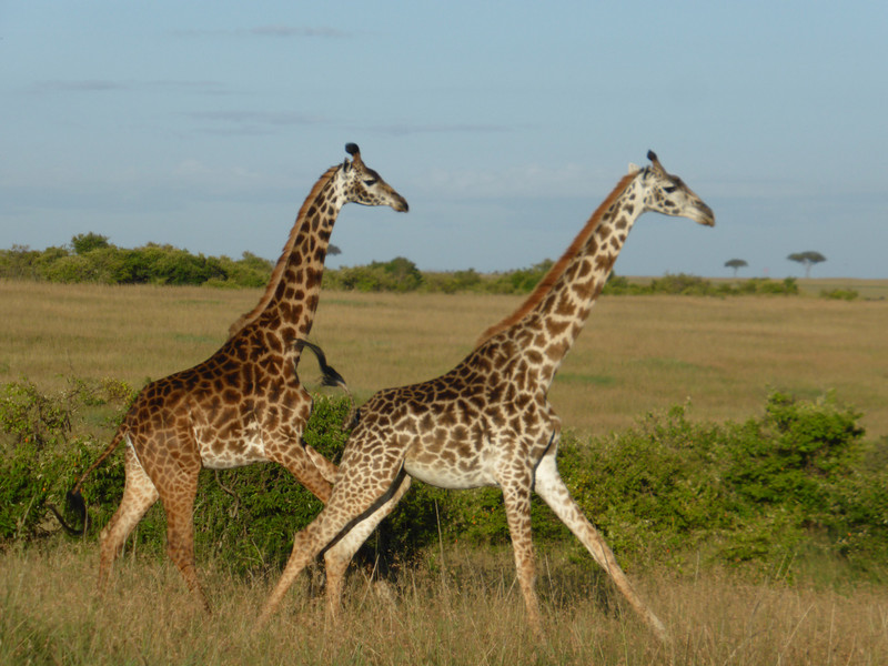 Maasai giraffe running!