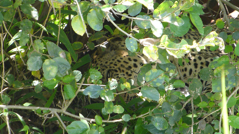 Leopard hiding in a bush