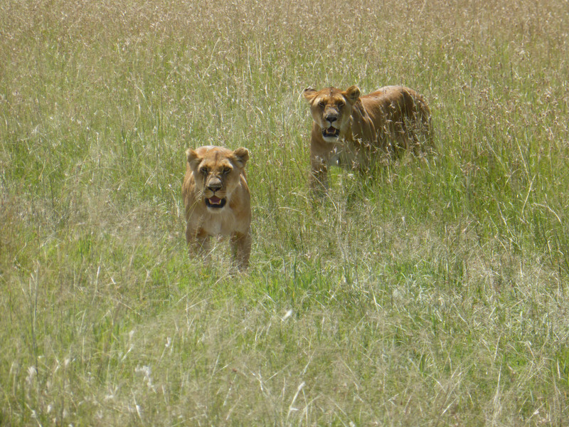 Lionesses coming for lunch
