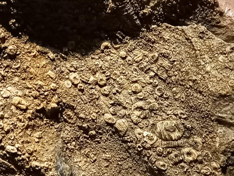 Fossils in Treak Cliff Cavern