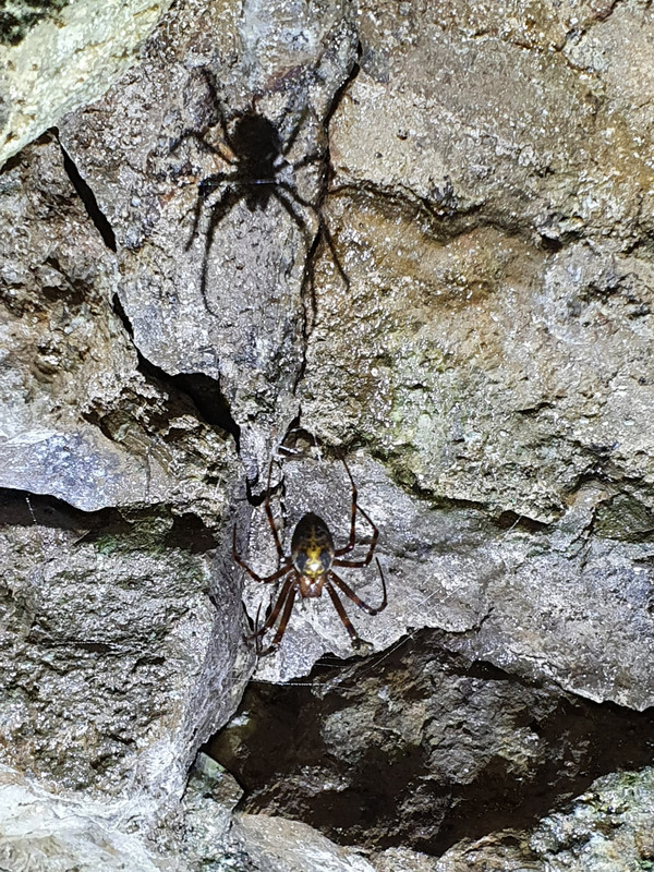 Cave Spider at Treak Cliff Cavern