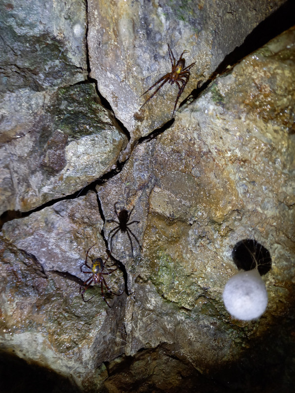 Cave spiders in Treak Cliff Cavern