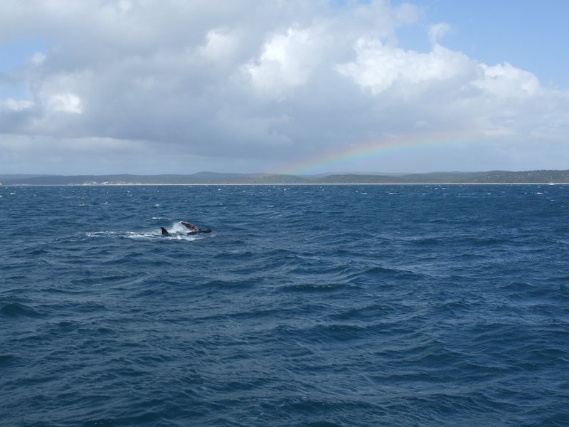 Whale & rainbow