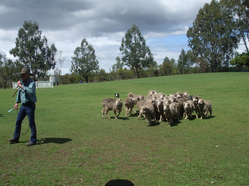 Sheep dogs at work