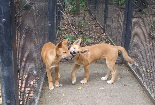 Dingo pups